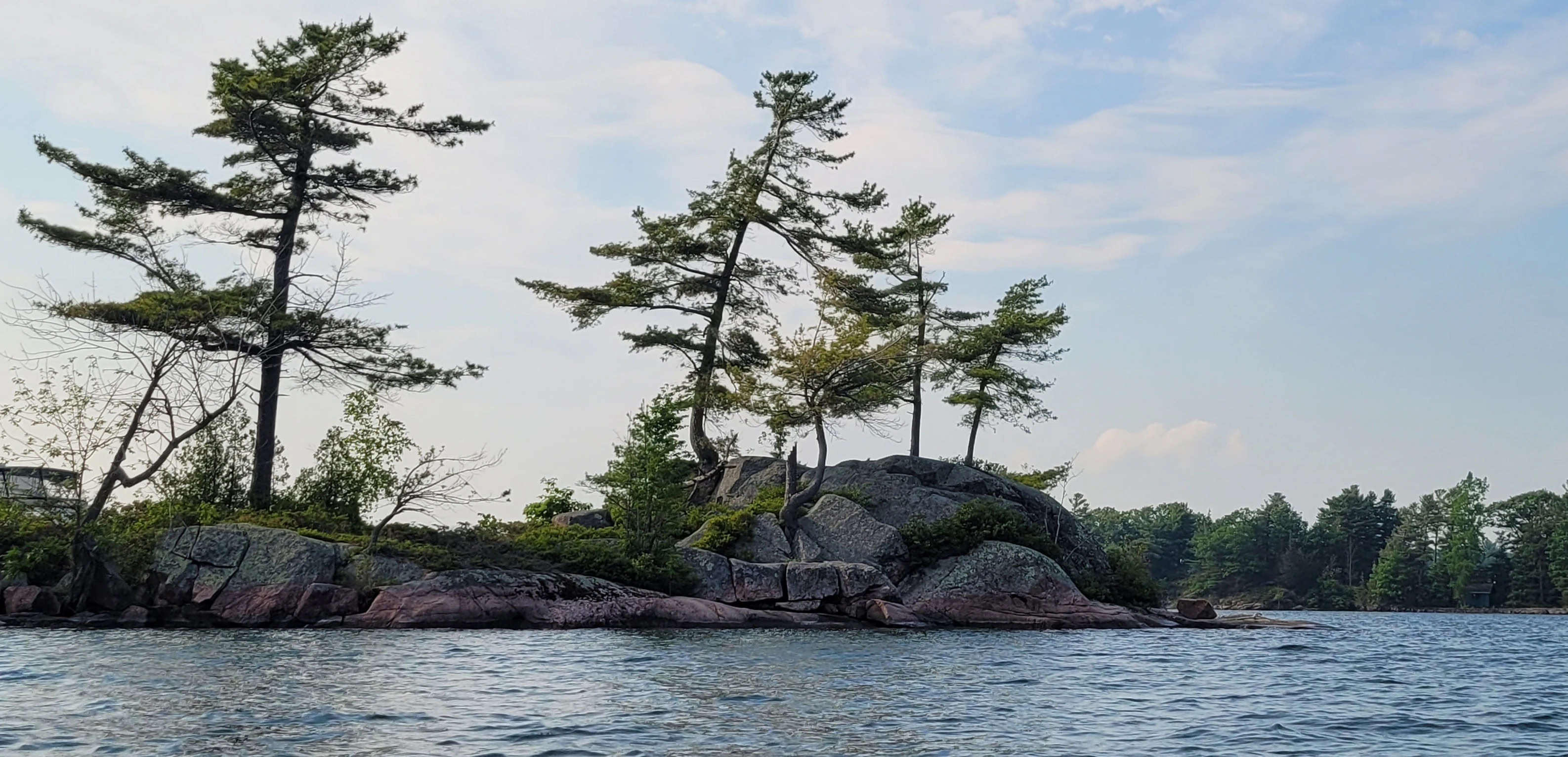 Pine trees blowing in the wind on an island in the Thousand Islands in Ontario Canada